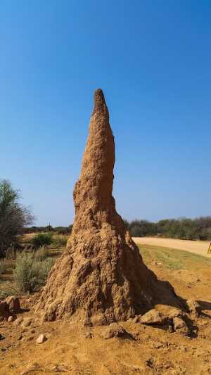 nido de termitas