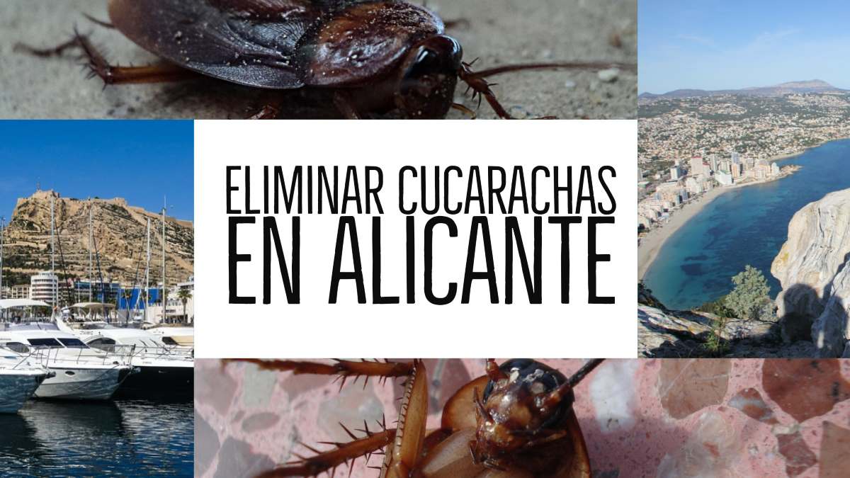 eliminar cucarachas en Alicante