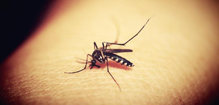 evitar mosquitos en casa