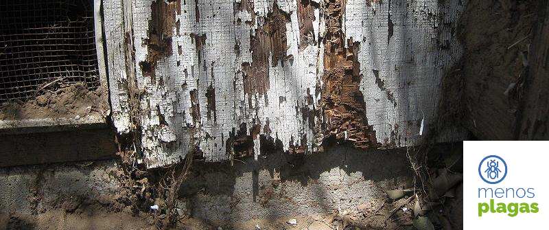 daños en estructuras por termitas