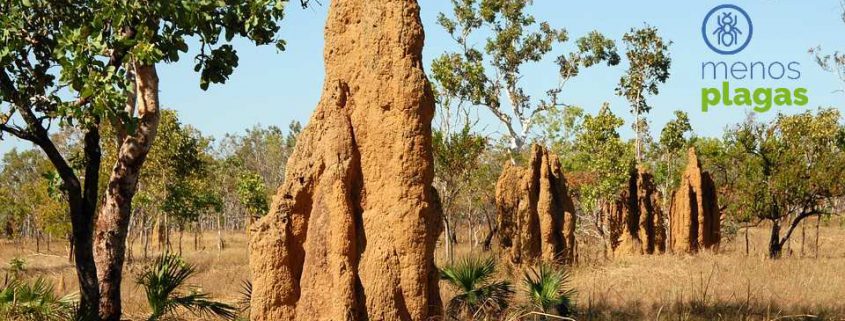 qué son las termitas