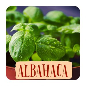 albahaca insecticida