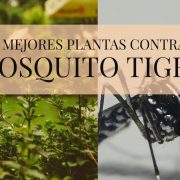plantas contra mosquito tigre