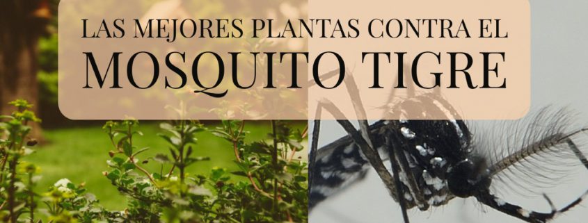plantas contra mosquito tigre