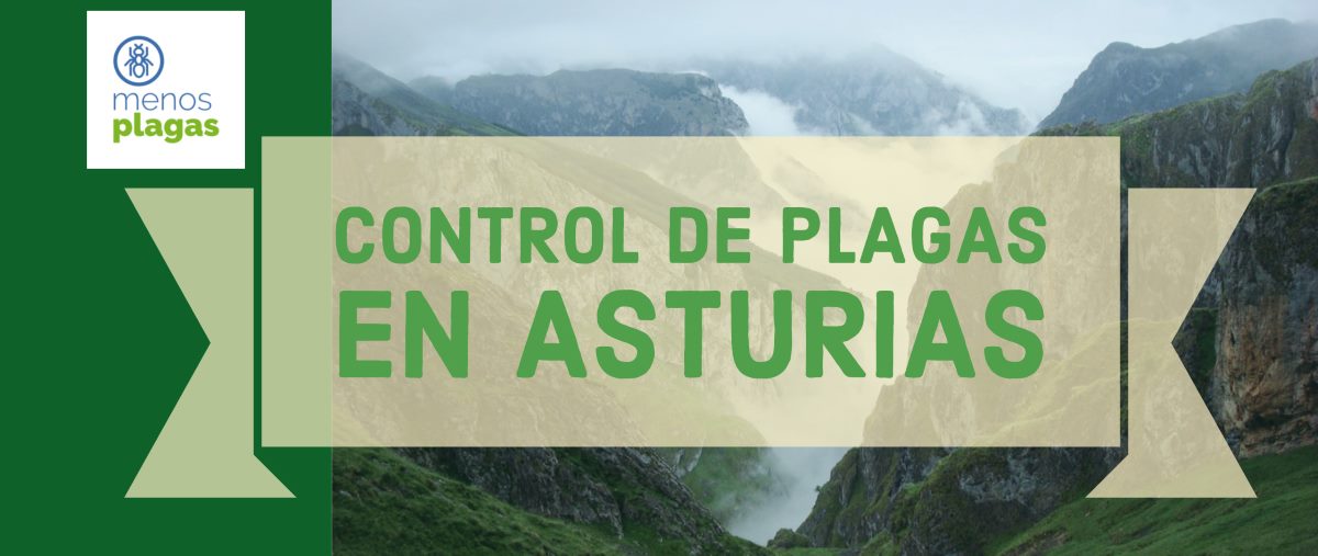 control de plagas en asturias